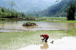 riziculture irriguée