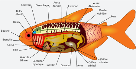 Le poisson : son anatomie