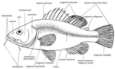 anatomie externe du poisson