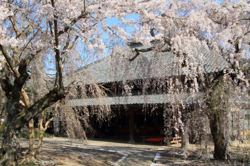 cerisiers japon TG pint flickr