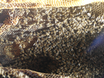 abeilles à la ruche