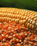 maïs en épi et en grains