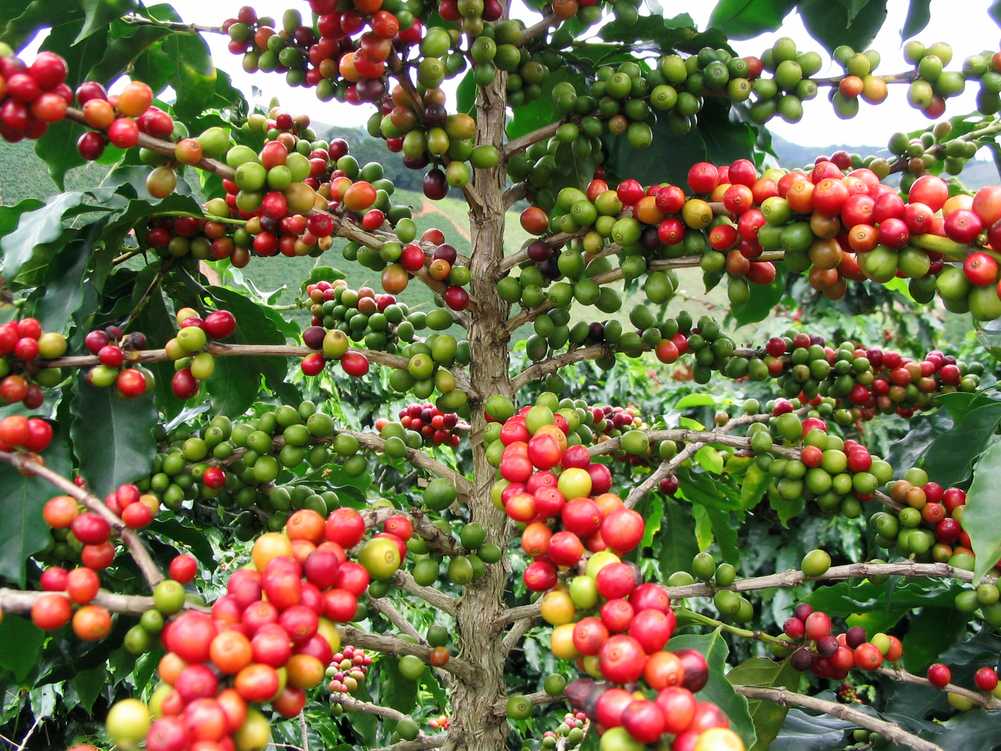 Types de grains de café et récolte